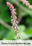 Fleurs-Fruits-Feuilles d'achyranthes aspera