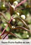 Fleurs-Fruits-Feuilles de alternanthera brasiliana