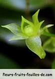 Fleurs-Fruits-Feuilles d'angraecum obversifolium