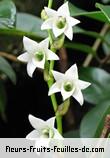 Fleurs-Fruits-Feuilles d'angraecum striatum