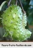 Fleurs-Fruits-Feuilles d'annona muricata