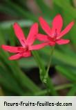 Fleurs-Fruits-Feuilles d'anomatheca laxa