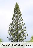 Fleurs-Fruits-Feuilles d'araucaria columnaris