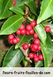 Fleurs-Fruits-Feuilles d'ardisia crenata