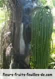 Fleurs-Fruits-Feuilles de arenga pinnata