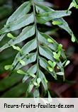 Fleurs-Fruits-Feuilles d'asplenium daucifolium