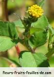 Fleurs de bidens pilosa