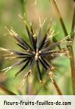 fruits de bidens pilosa