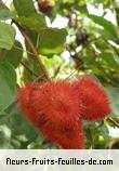 Fleurs-Fruits-Feuilles de bixa orellana