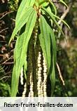 Fleurs-Fruits-Feuilles de boehmeria penduliflora