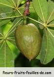 Fruit de bombacopsis glabra