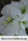 Fleurs-Fruits-Feuilles de bougainvillea species