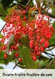 Fleurs-Fruits-Feuilles de brachychiton acerifolius