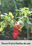 fruits de capsicum species