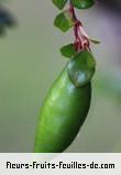 Fruit de carissa spinarum