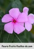 Fleurs-Fruits-Feuilles de catharanthus roseus