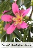 Fleurs-Fruits-Feuilles de ceiba speciosa