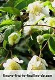 Fleurs-Fruits-Feuilles de clematis mauritiana