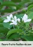 Fleurs de clerodendrum heterophyllum