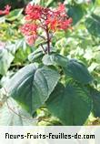 Fleurs de clerodendrum speciosissimum