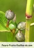 fruits de coix lacryma