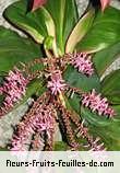 Fleurs-Fruits-Feuilles de cordyline species