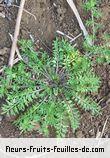 Fleurs-Fruits-Feuilles de coronopus didymus