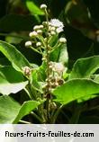 Fleurs-Fruits-Feuilles de croton mauritianus