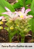 Fleurs-Fruits-Feuilles de curcuma longa