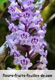 Fleurs-Fruits-Feuilles de cynorkis squamosa