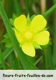 Fleurs de duchesnea indica
