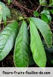 Fleurs-Fruits-Feuilles de elatostema fagifolium