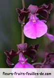 Fleurs-Fruits-Feuilles d'encyclia cordigera