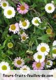 Fleurs-Fruits-Feuilles d'erigeron karwinskyanus