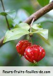 Fleurs-Fruits-Feuilles d'eugenia uniflora