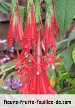 Fleurs-Fruits-Feuilles de fuchsia boliviana
