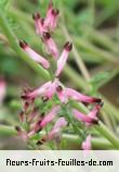 Fleurs-Fruits-Feuilles de fumaria muralis