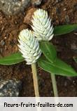 Fleurs-Fruits-Feuilles de gomphrena celosioides