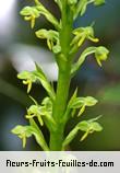 Fleurs-Fruits-Feuilles d'habenaria praealta