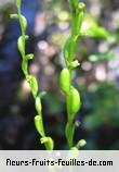 Fleurs-Fruits-Feuilles de habenaria spiraloides