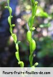 Fleurs-Fruits-Feuilles d'habenaria spiraloides