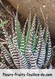 Fleurs-Fruits-Feuilles d'haworthia attenuata