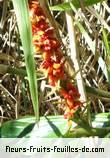 fruits de hedychium coccineum