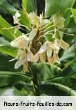 Fleurs-Fruits-Feuilles de hedychium flavescens