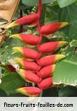 Fleurs-Fruits-Feuilles d'heliconia rostrata