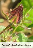 fruits de hibiscus surratentis