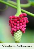 Fleurs-Fruits-Feuilles d'hura crepitans