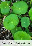 Fleurs-Fruits-Feuilles d'hydrocotyle species