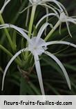 Fleurs-Fruits-Feuilles d'hymenocallis littoralis