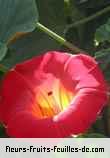 Fleurs-Fruits-Feuilles d'ipomoea beraviensis